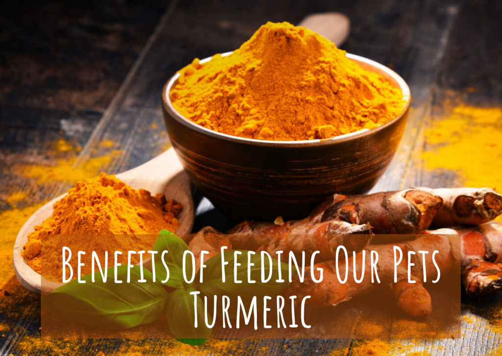 Benefits of Turmeric for Dogs