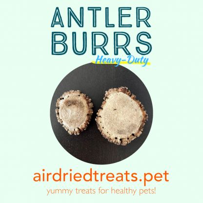 Antler Burr Chews