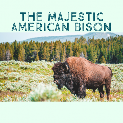 The majestic American bison